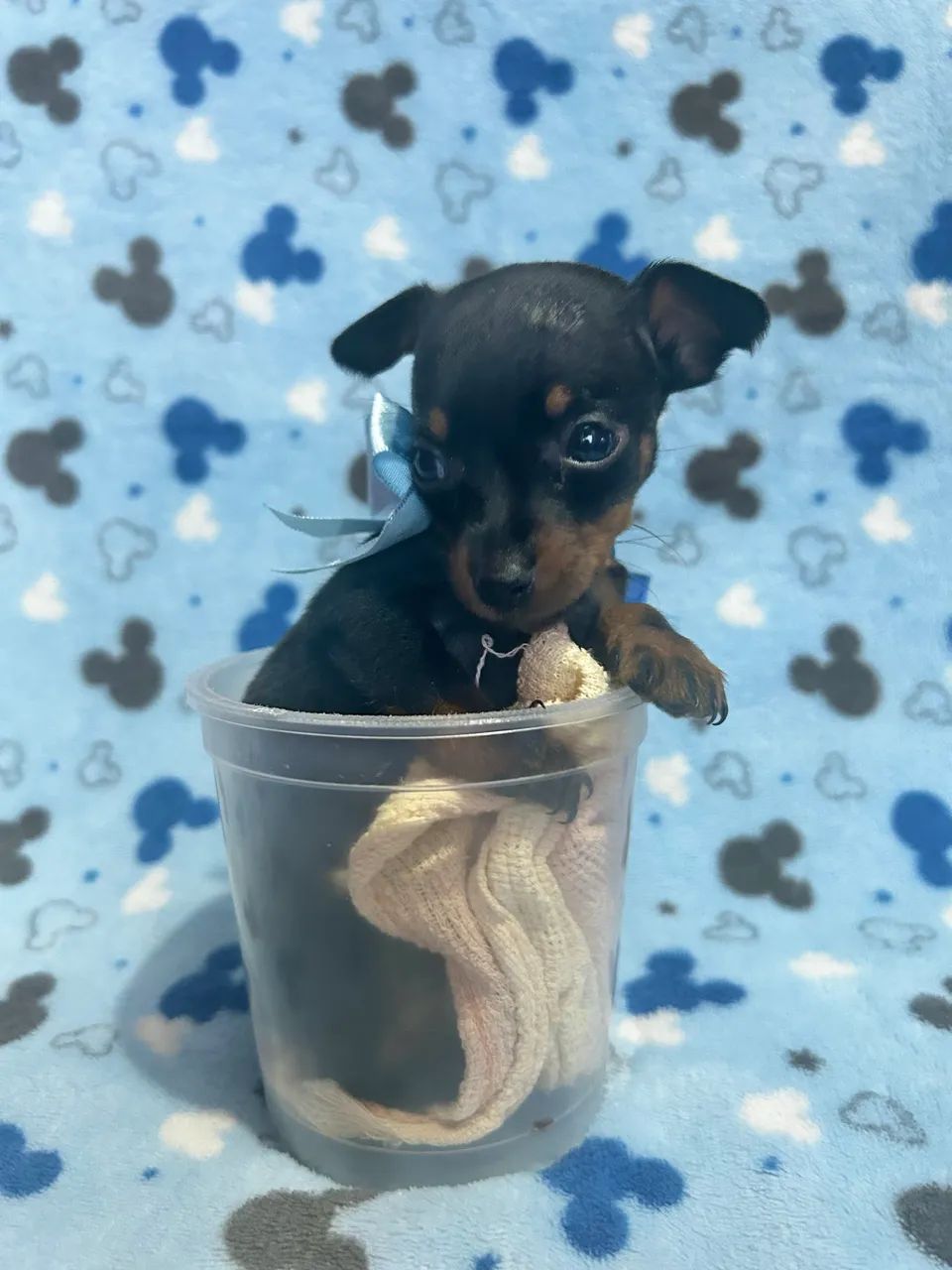 PINSCHER ZERO 00 - Foto 4