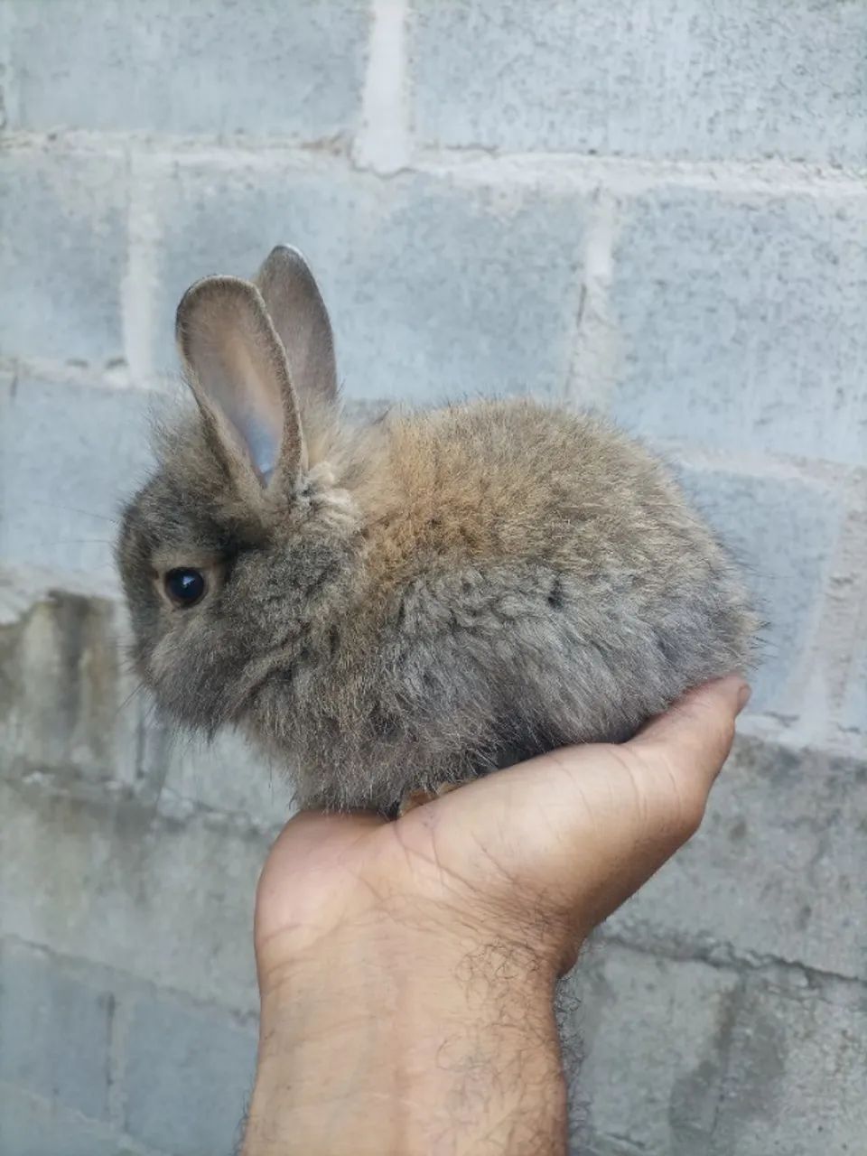 Mini laon  - Foto 2