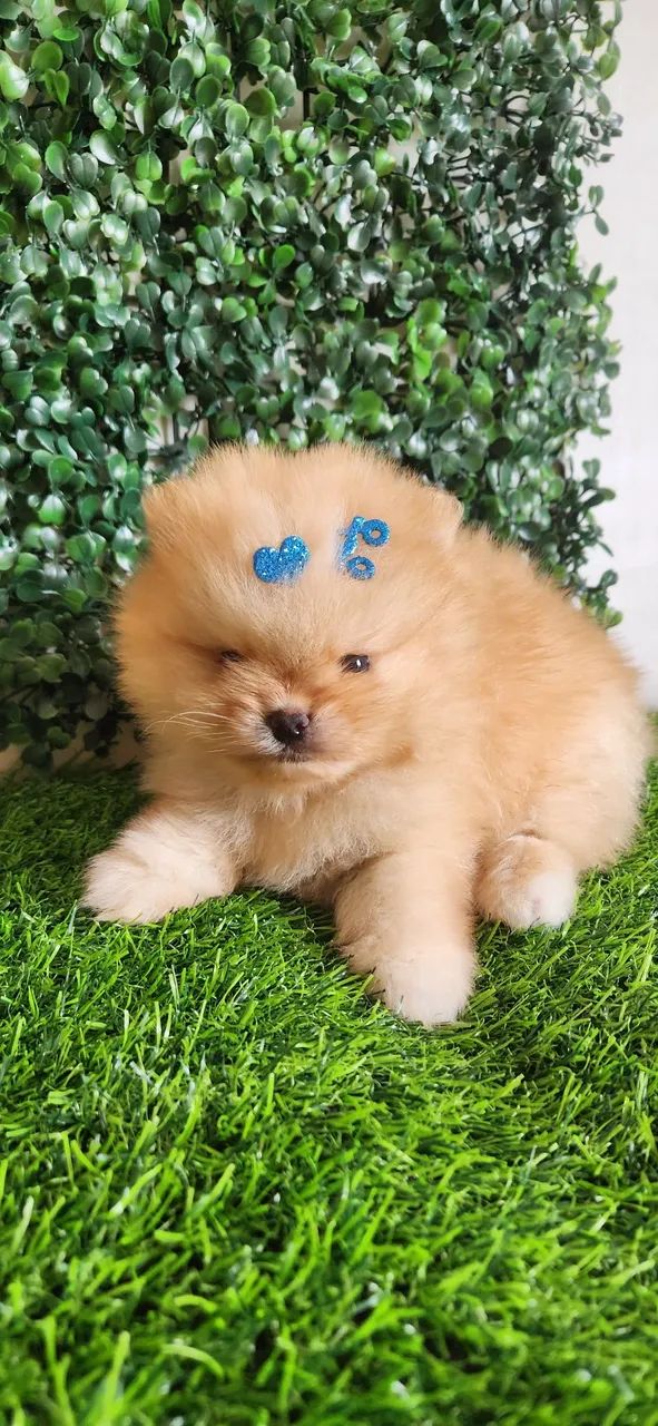 Lulu pomerania.  - Foto 4