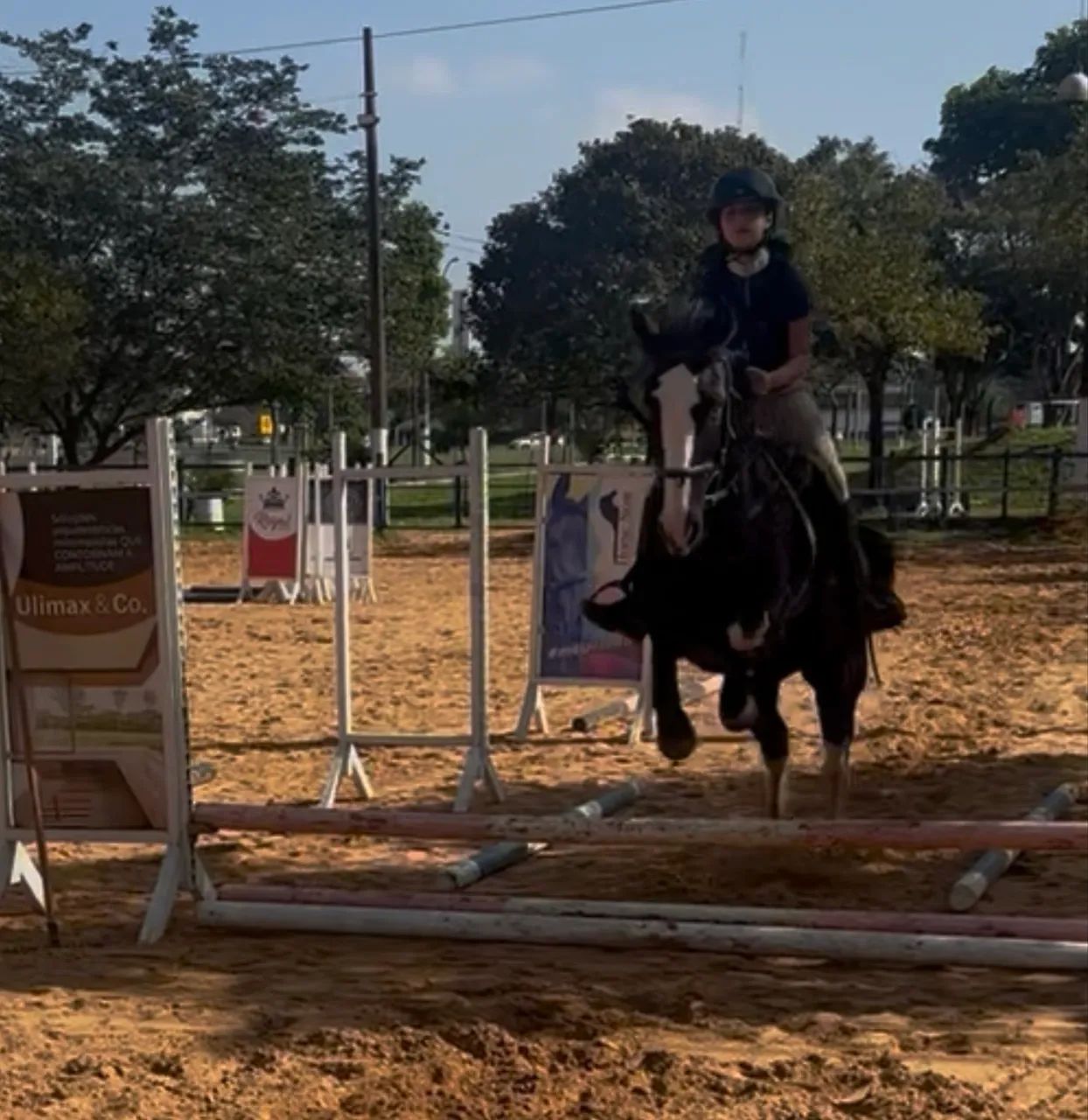 Cavalo SRD, preto e branco. - Foto 5