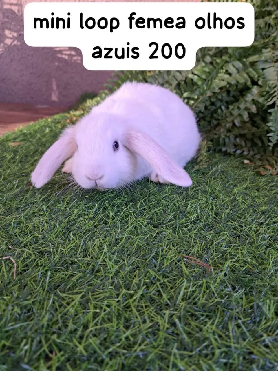 mini coelhos fofos varias opções  - Foto 5