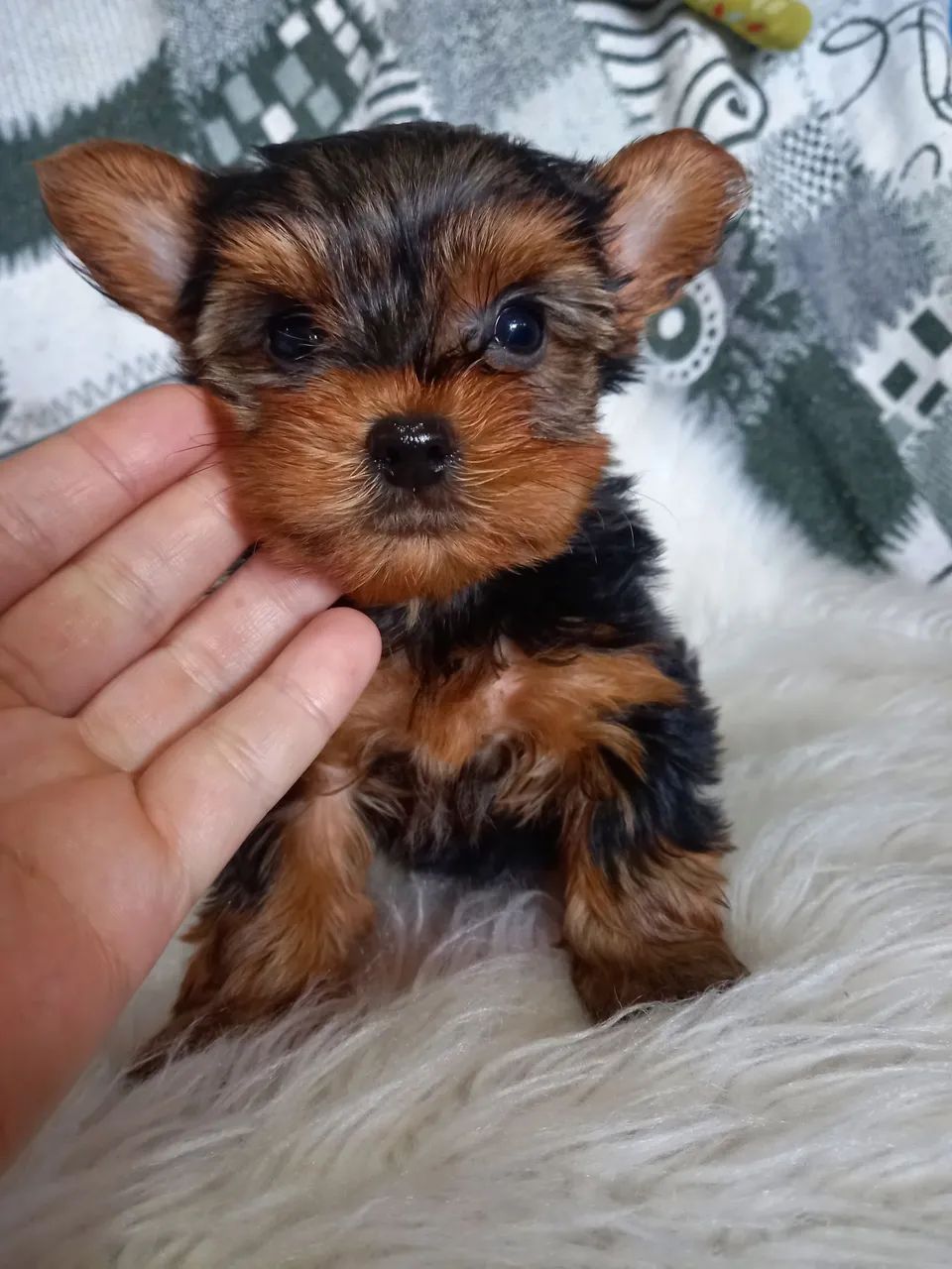 Yorkshire terrier - Foto 2