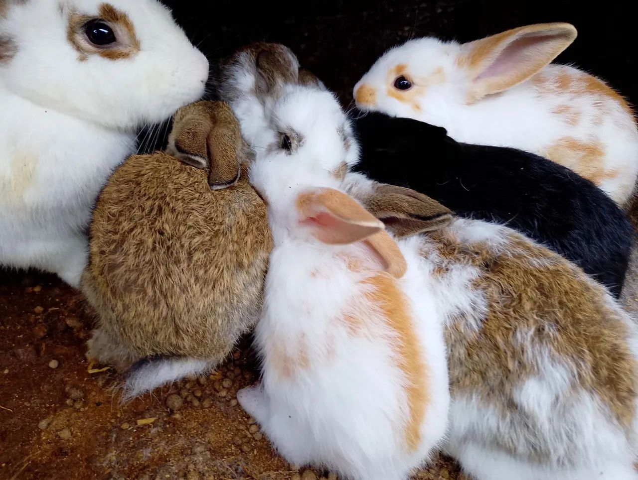 Coelhos 