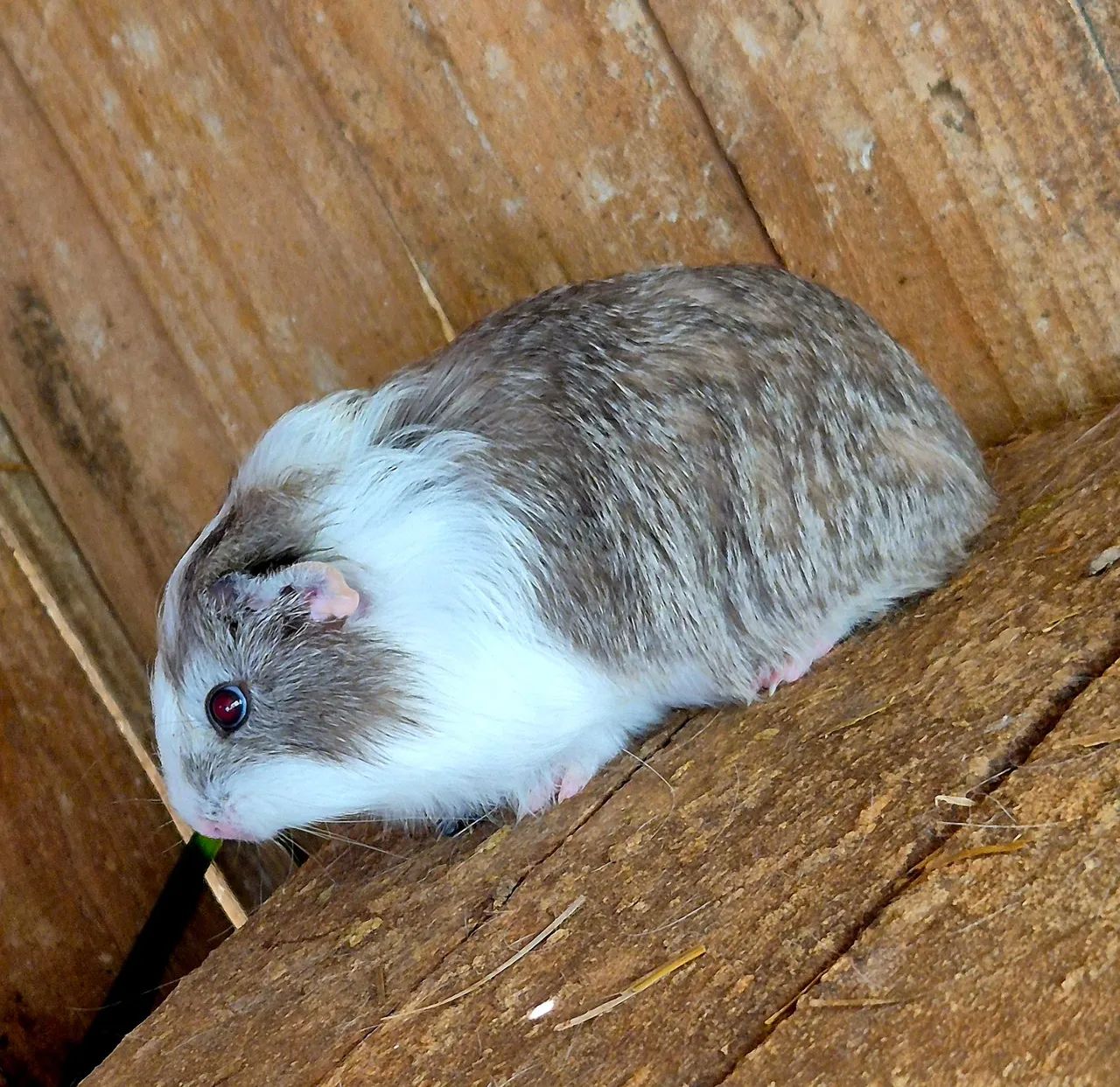Porquinhos da Índia (raças variadas) - Foto 2