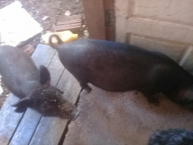 Vendo os dois porco 8 kg pra 10 kg - Foto 2