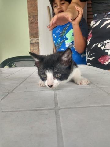 Gatinha e gatinho para doação - Foto 4