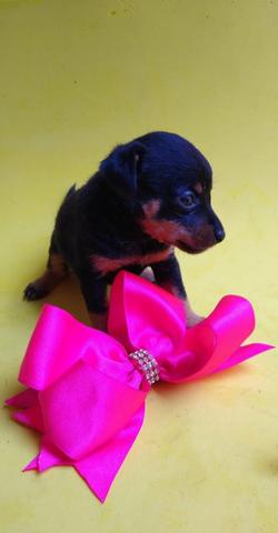 Pinscher número 1 fêmea