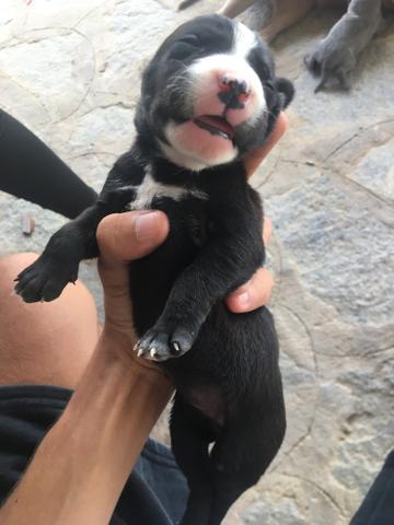 Filhotes de pitbull leia a descrição - Foto 4