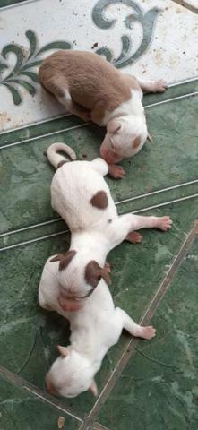 Filhotes de pit bull com boxer em Ariquemes - Foto 2