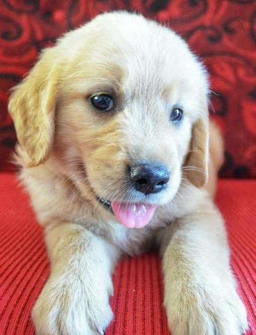 Filhotes de Golden Retriever com a primeira vacina importada e vermifugados - Foto 5