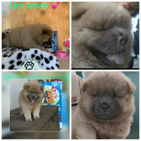 Vendo chow chow