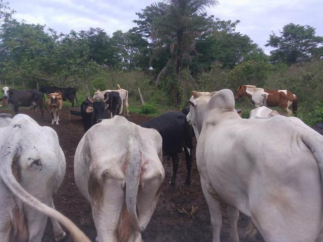 Vende-se uma chácara na região do PADF 18 HECTARES - Foto 11
