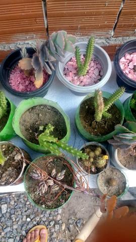40 cactos e suculentas por $100 - Foto 6
