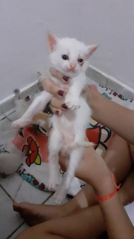 Gatas pra doação - Foto 4