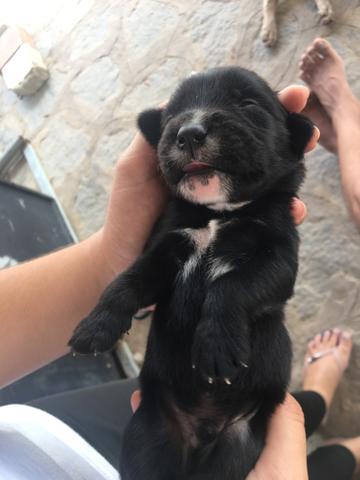 Filhotes de pitbull leia a descrição - Foto 5