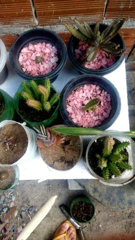 40 cactos e suculentas por $100 - Foto 5