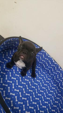 Bulldog Frances - Macho e Femeas - registrados - Foto 6