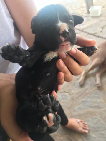 Filhotes de pitbull leia a descrição - Foto 6