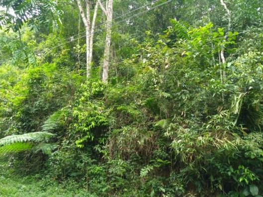 Terreno à venda, 3020 m² por r$ 56.000 - fazenda boa fé - teresópolis/rj - Foto 4