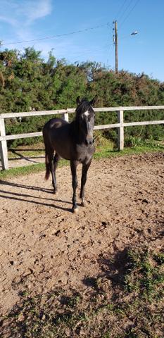 Cavalo filho do Rajy Elfar controlado - Foto 3