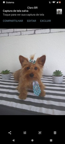 Yorkshire Golden Macho 7 meses