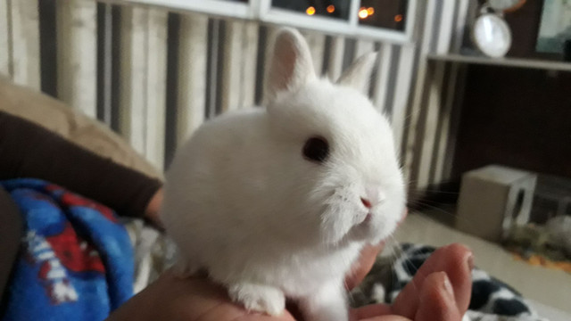 Netherland Dwarf - Foto 6