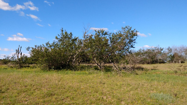 SSV Imóveis Apresenta, 2.550 m2, 1 km da RS 040, veja - Foto 7