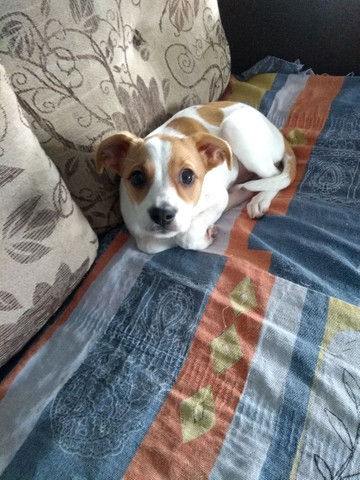 Cadela raça pequena