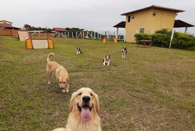 Hotel pet e Adestramento com maior e melhor estrutura do estado - Foto 4