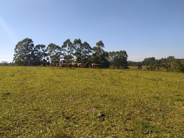 Velleda oferece linda fazenda 70 hectares 10 km da RS-040, aproveita 100% - Foto 7