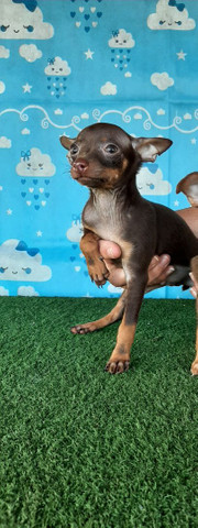 PROMOÇÃO DE PINSCHER MACHO - Foto 5