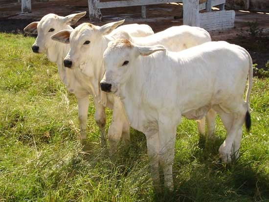 Gado de corte parcelado no carnê sem juros - Foto 3