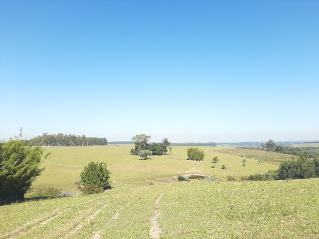 Velleda oferece linda fazenda 70 hectares 10 km da RS-040, aproveita 100% - Foto 8
