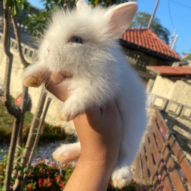 Mini lindos coelhos (mini lion head) 