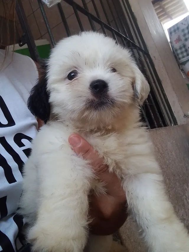 Filhote  Lhasa apso - Foto 2