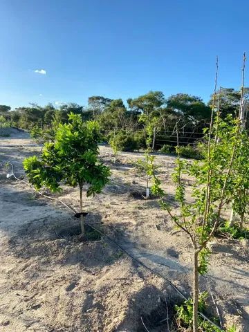 Sitio em Morro de Chapeu  - Foto 10