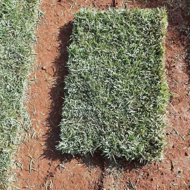 Grama para jardim, talude, chácara em promoção faça seu orçamento 