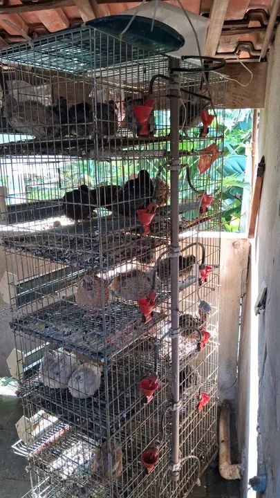 Incubadora de ovos Eclo para 96 ovos - Foto 3