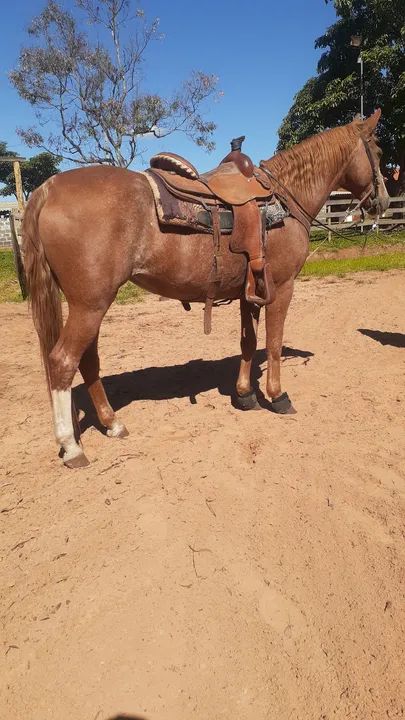 Égua Pura por Cruza com documento  - Foto 2