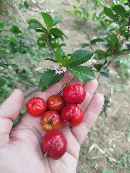 Mudas de acerola  - Foto 3