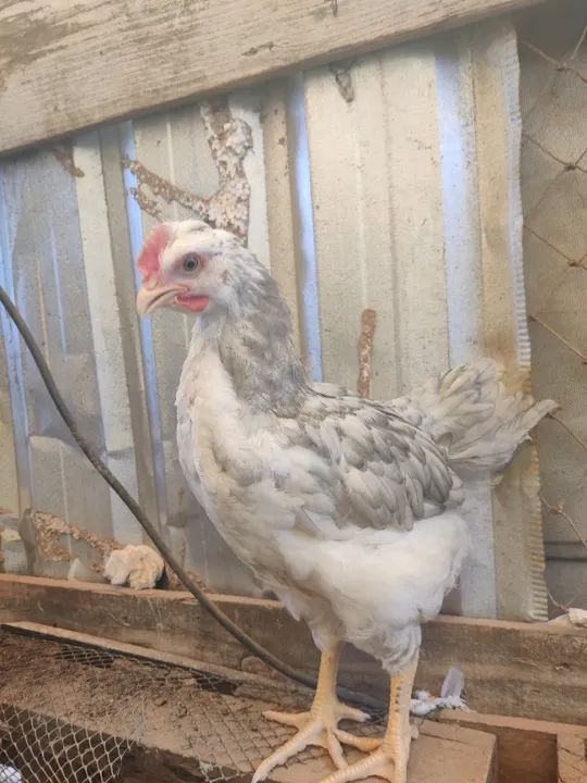 Pitinhos balão tradicional 