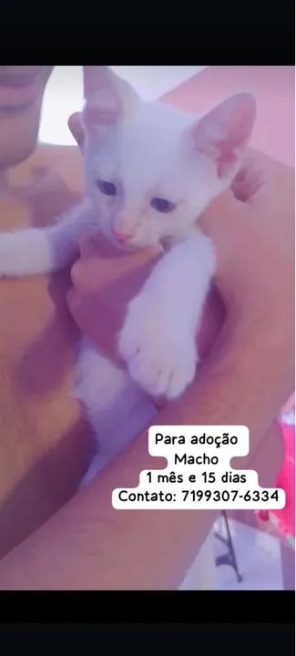 Gatinhos pra adoção  - Foto 2