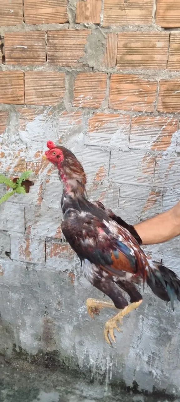 Rooster64276928492163122