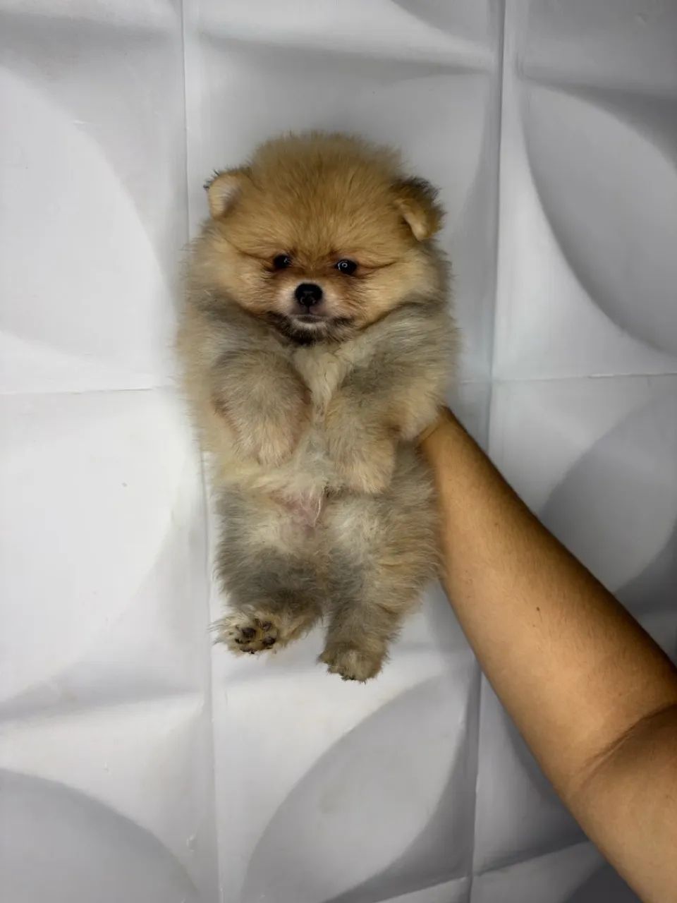 Filhote Spitz Alemão/Lulu da Pomerânia - Foto 2