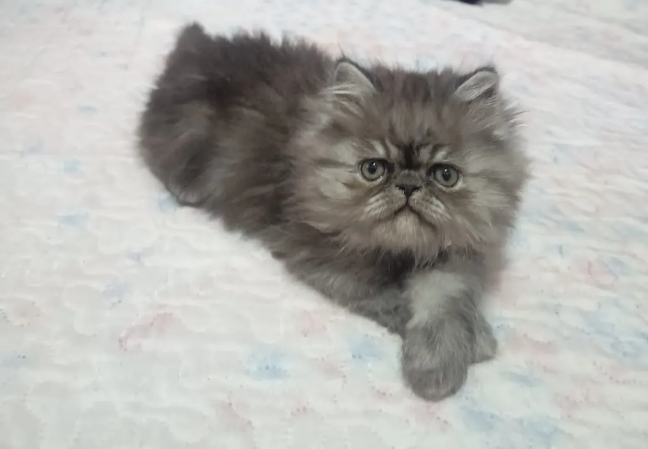 Gatinho Persa Smoke 