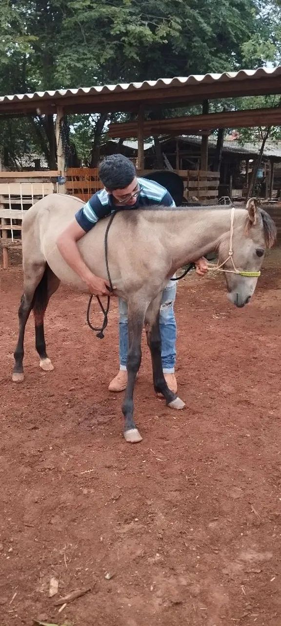 Potro mangalarga Machador macha picada disponível  - Foto 2