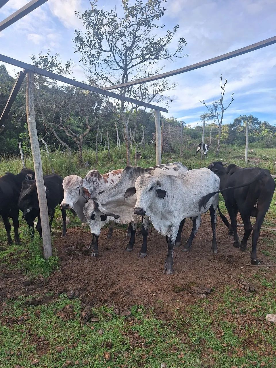 Vende-se um lote de gado  - Foto 5