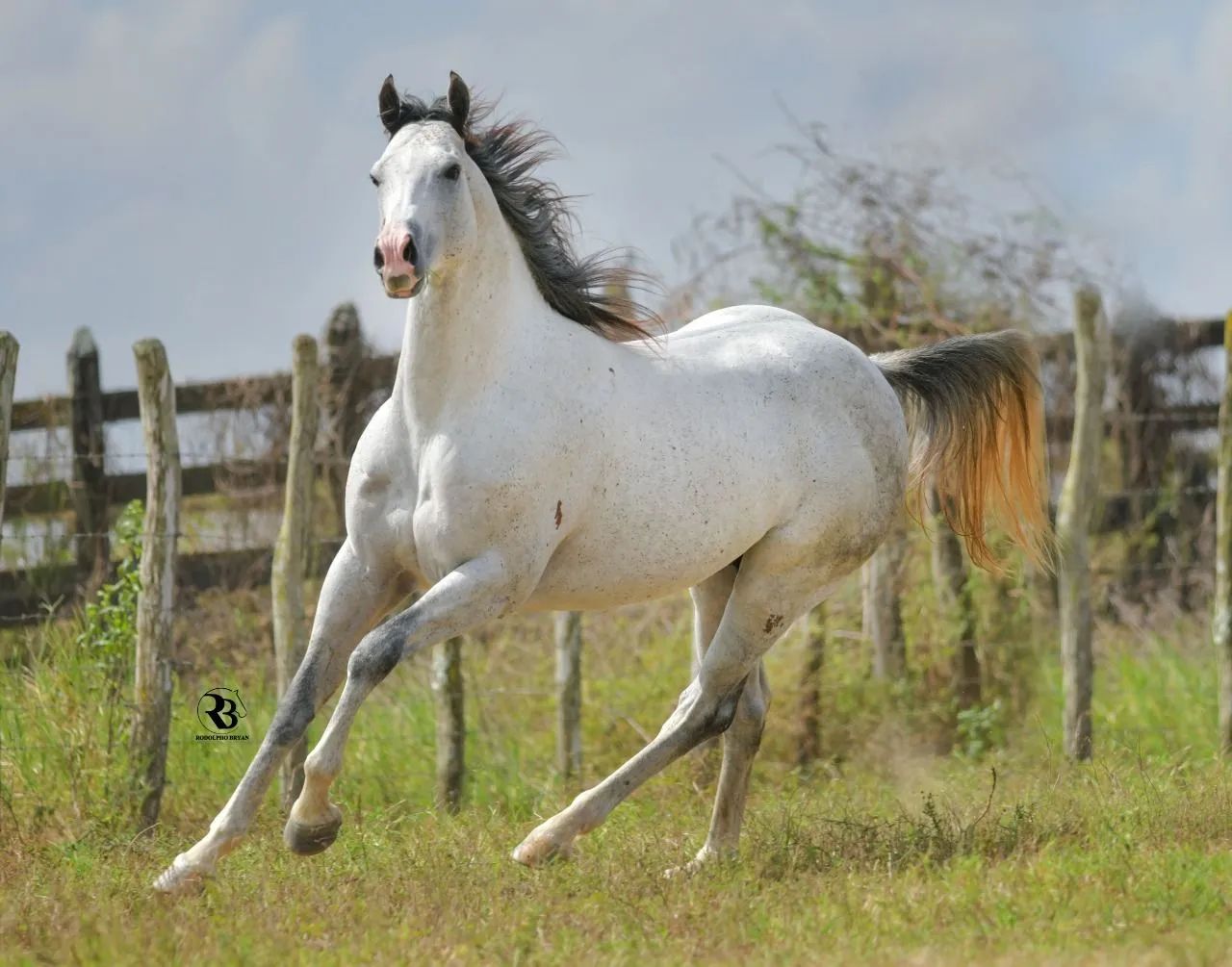 Garanhão QM, Romany For Cash - (TE), P273979 