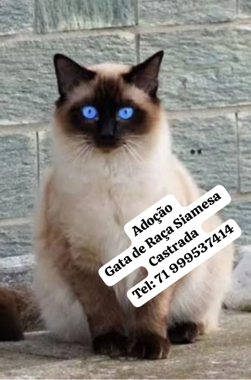 Gata Siamesa