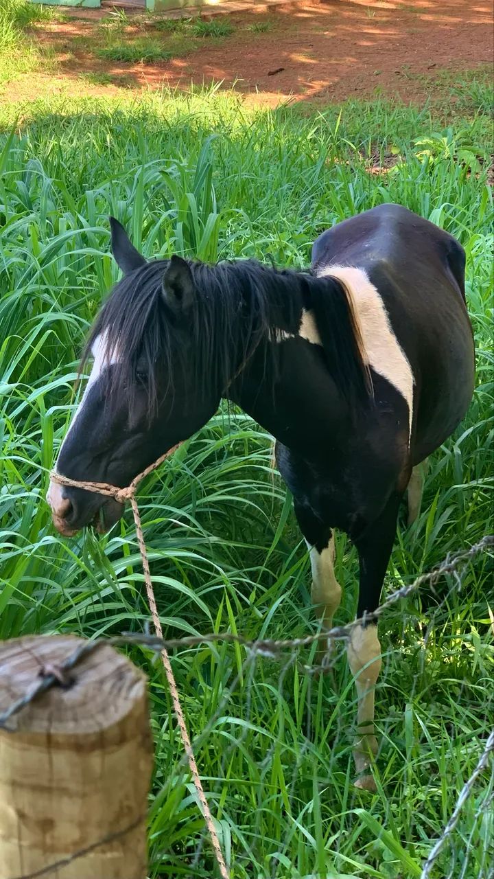 Cavalo Pampa 4 anos